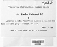 Puccinia podospermi image